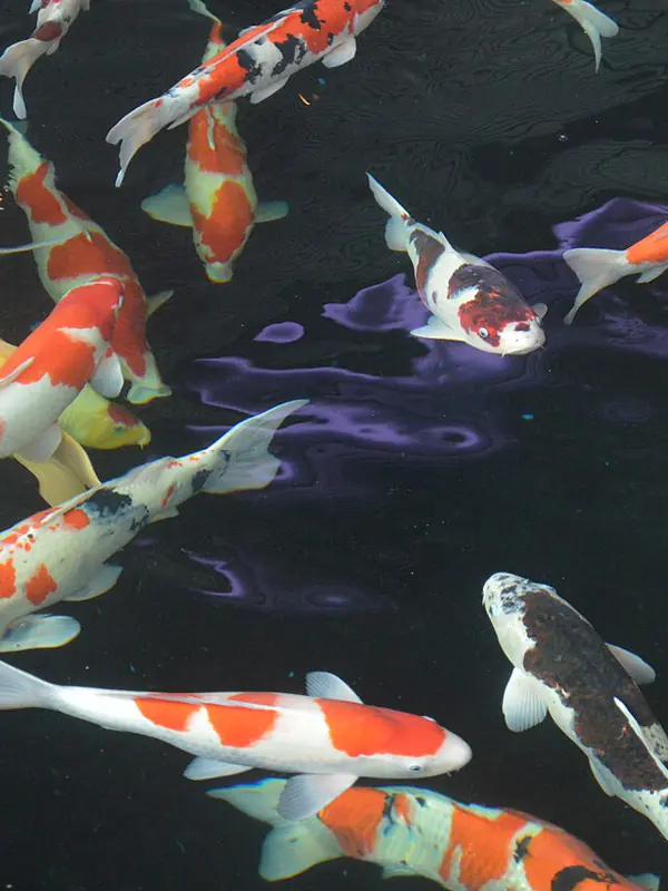 Koi