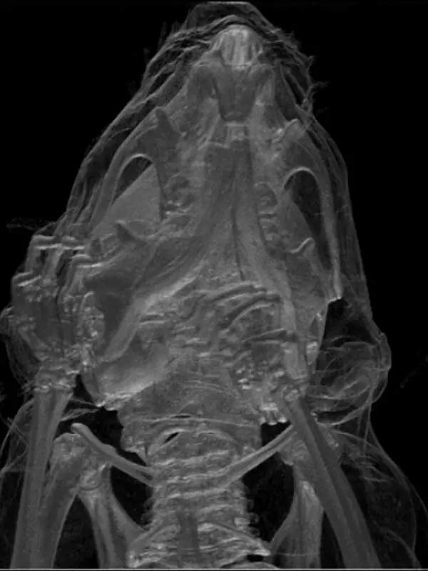 Skull